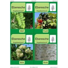 Trees - deciduous trees