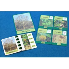 Trees - deciduous trees