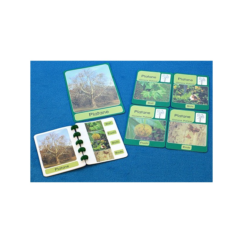 Trees - deciduous trees