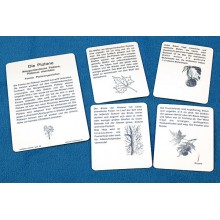 Trees - deciduous trees