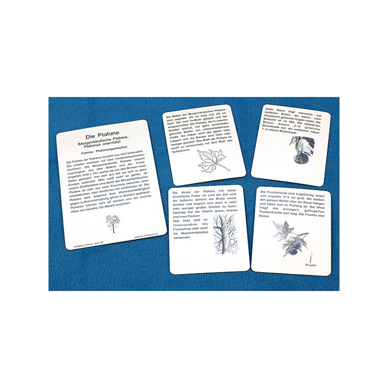 Trees - deciduous trees