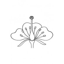 Botanical Cards (This article is also available in German)