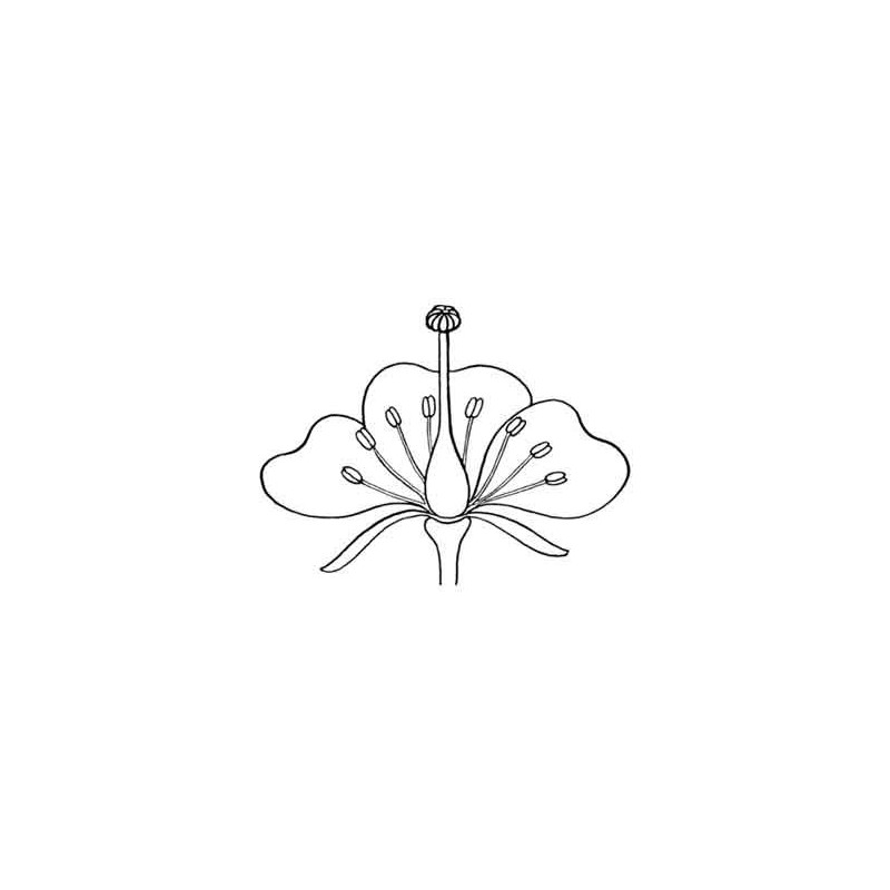 Botanical Cards (This article is also available in German)