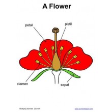 Botanical Cards (This article is also available in German)