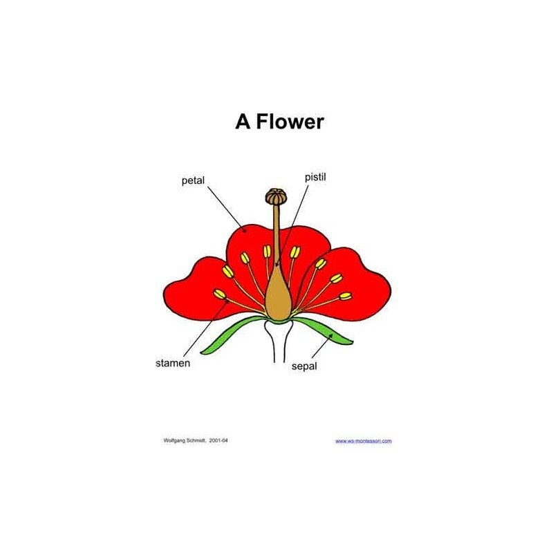 Botanical Cards (Dieser Artikel ist auch in deutsch erhältlich)