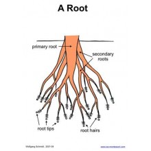 Botanical Cards (This article is also available in German)