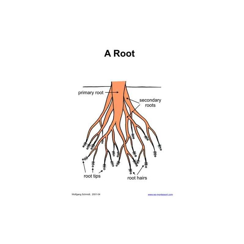 Botanical Cards (This article is also available in German)