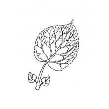 Botanical Cards (This article is also available in German)