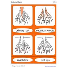 Botanical Cards (This article is also available in German)