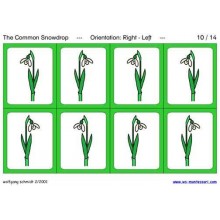 Common Snowdrop (This article is also available in German)