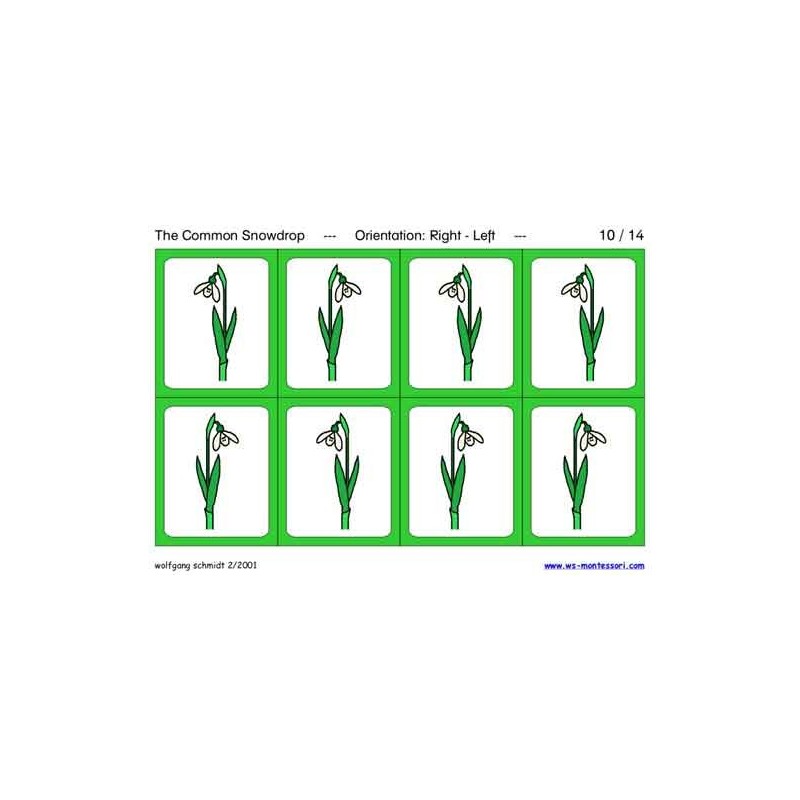 Snežienka obyčajná (tento článok je k dispozícii aj v nemčine)