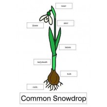 Common Snowdrop (This article is also available in German)