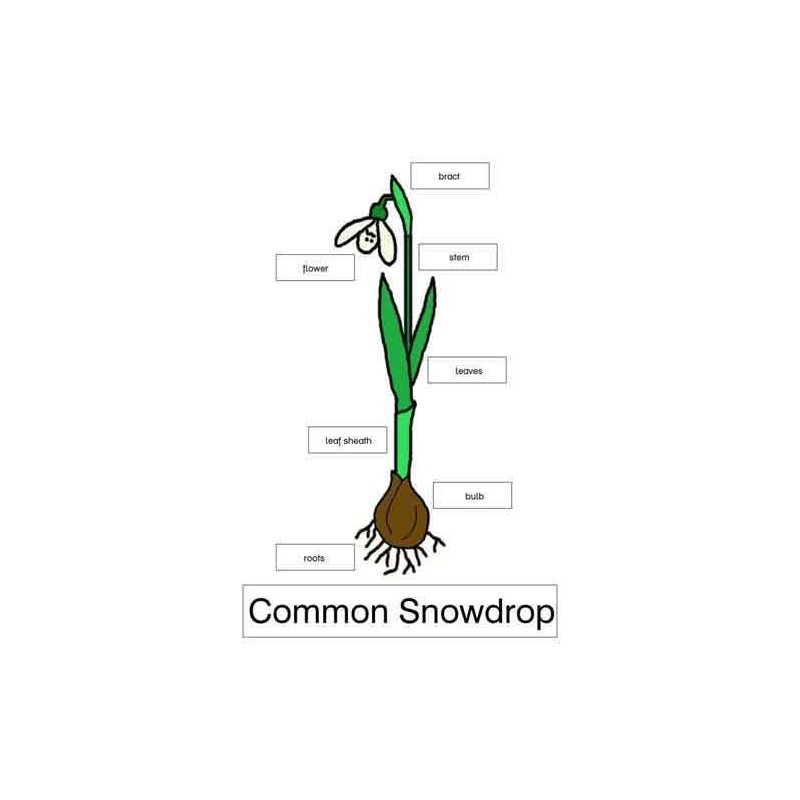 Common Snowdrop	 (Dieser Artikel ist auch in deutsch erhältlich)