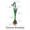 Common Snowdrop	 (Dieser Artikel ist auch in deutsch erhältlich)