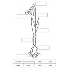 Common Snowdrop (This article is also available in German)