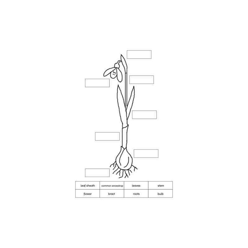 Common Snowdrop	 (Dieser Artikel ist auch in deutsch erhältlich)