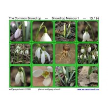 Common Snowdrop	 (Dieser Artikel ist auch in deutsch erhältlich)