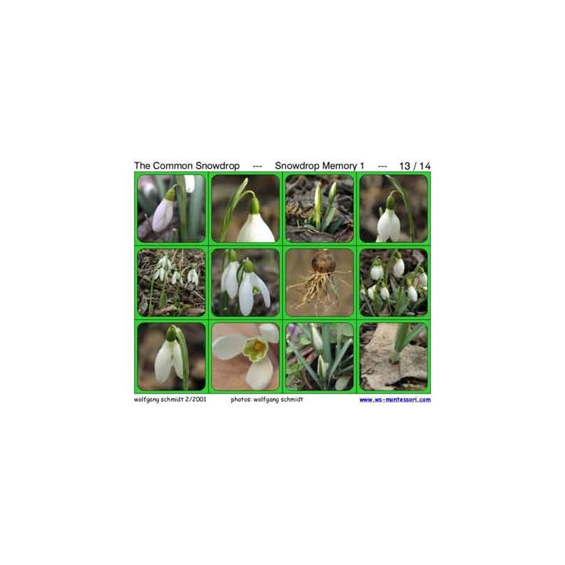 Common Snowdrop	 (Dieser Artikel ist auch in deutsch erhältlich)