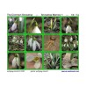 Common Snowdrop (This article is also available in German)