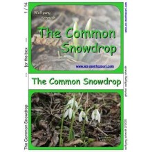 Common Snowdrop	 (Dieser Artikel ist auch in deutsch erhältlich)