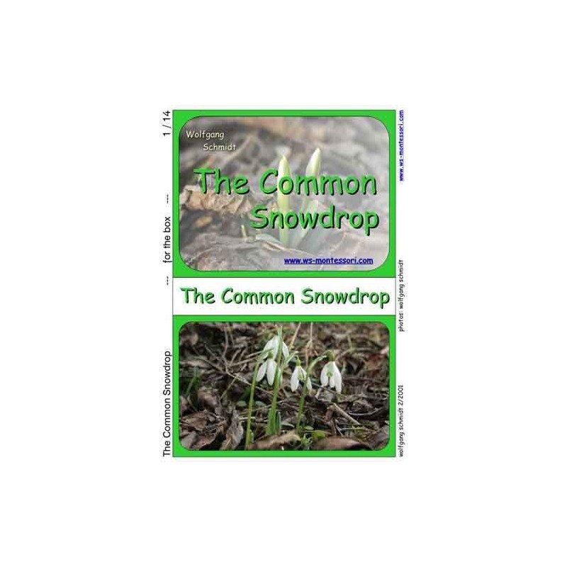 Common Snowdrop (This article is also available in German)