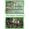 Common Snowdrop	 (Dieser Artikel ist auch in deutsch erhältlich)