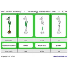 Common Snowdrop (This article is also available in German)