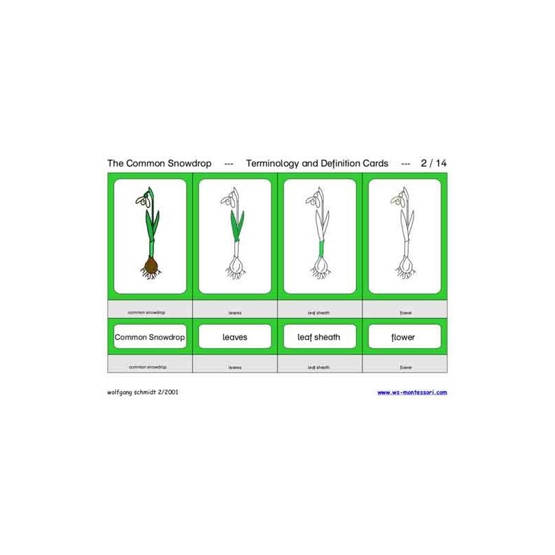 Snežienka obyčajná (tento článok je k dispozícii aj v nemčine)