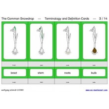 Snežienka obyčajná (tento článok je k dispozícii aj v nemčine)