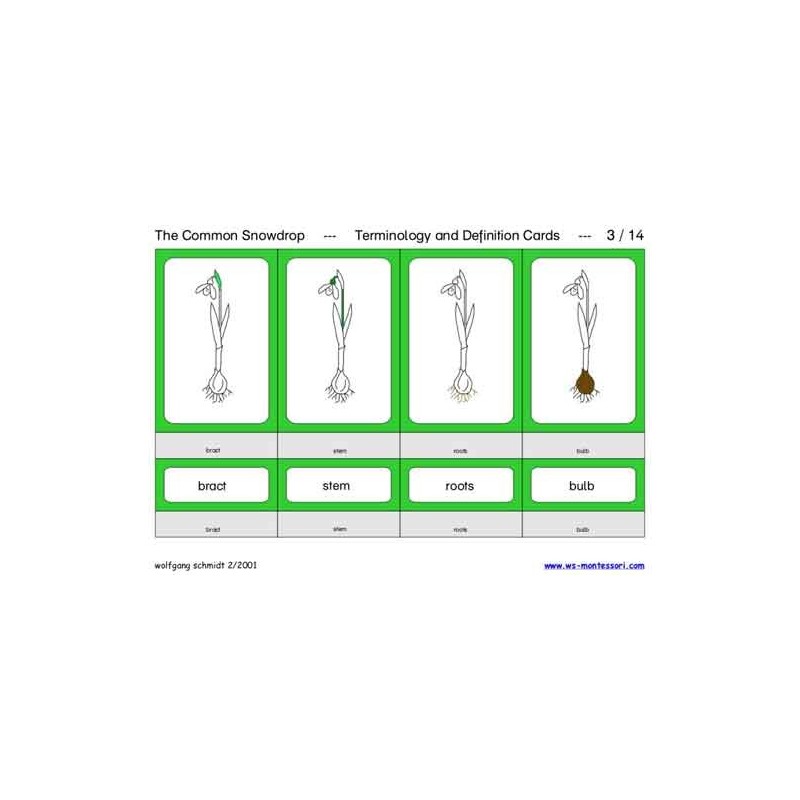 Common Snowdrop (This article is also available in German)