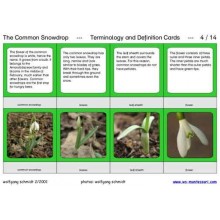 Common Snowdrop (This article is also available in German)