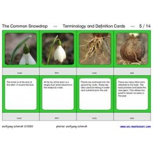 Common Snowdrop (This article is also available in German)