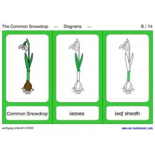 Common Snowdrop (This article is also available in German)