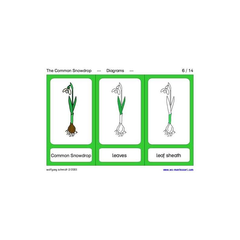 Common Snowdrop (This article is also available in German)