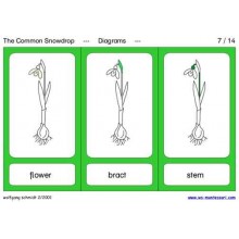 Common Snowdrop (This article is also available in German)