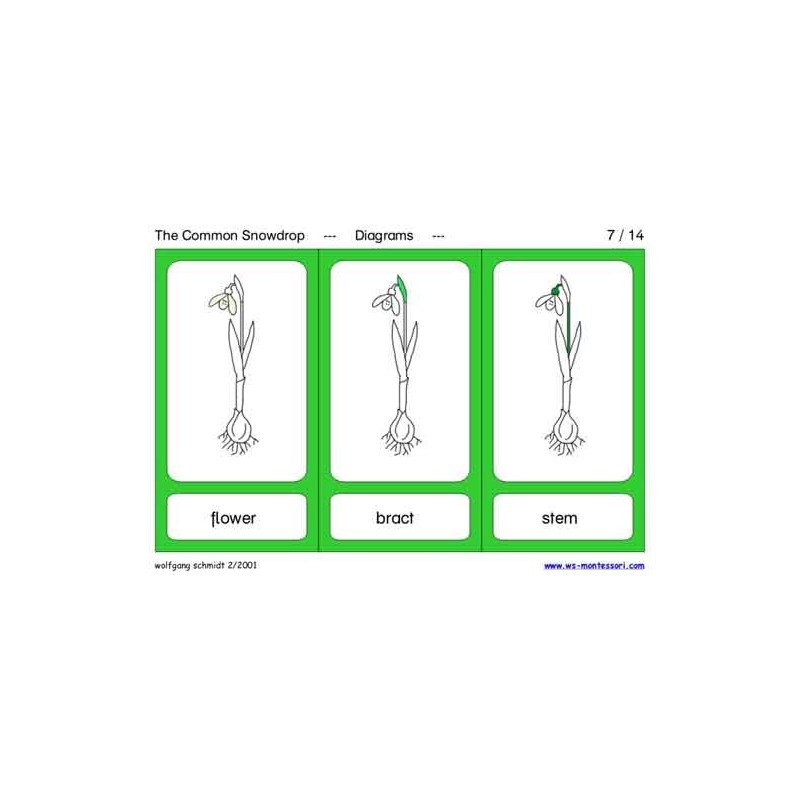 Common Snowdrop (This article is also available in German)