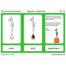 Common Snowdrop (This article is also available in German)