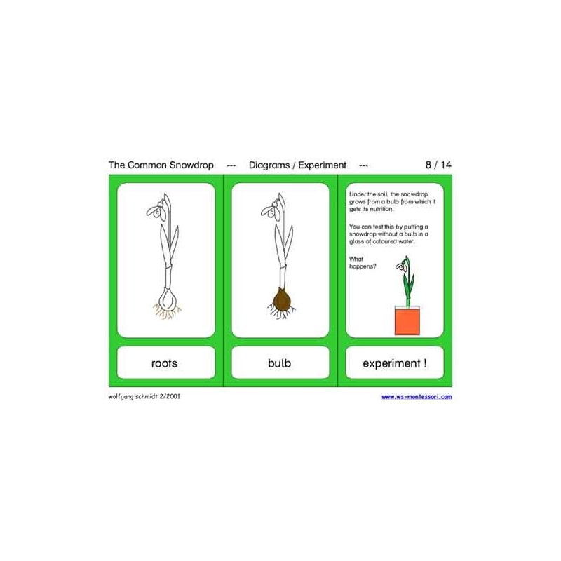 Common Snowdrop (This article is also available in German)