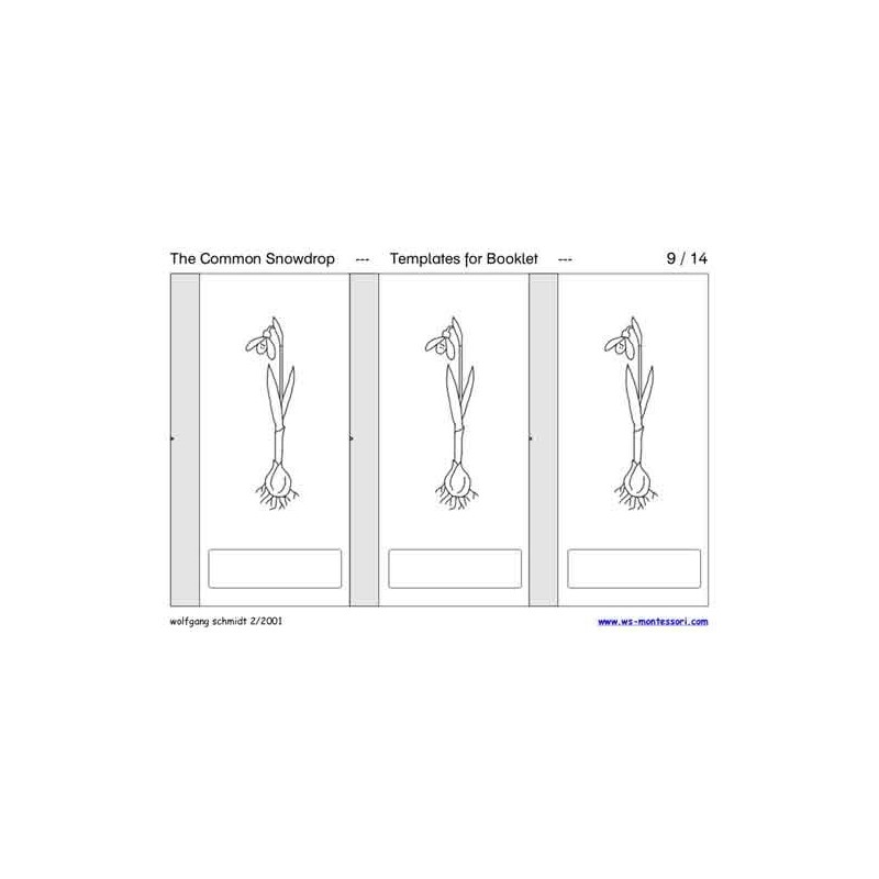 Common Snowdrop	 (Dieser Artikel ist auch in deutsch erhältlich)