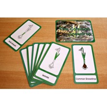 Common Snowdrop (This article is also available in German)