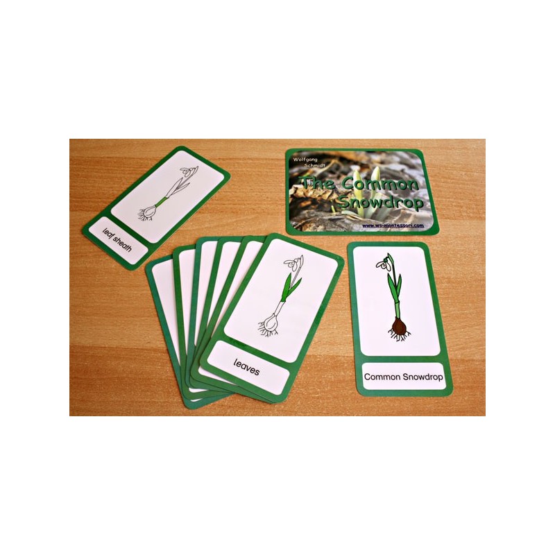 Common Snowdrop	 (Dieser Artikel ist auch in deutsch erhältlich)