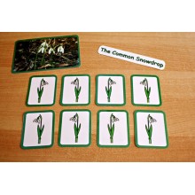 Common Snowdrop	 (Dieser Artikel ist auch in deutsch erhältlich)