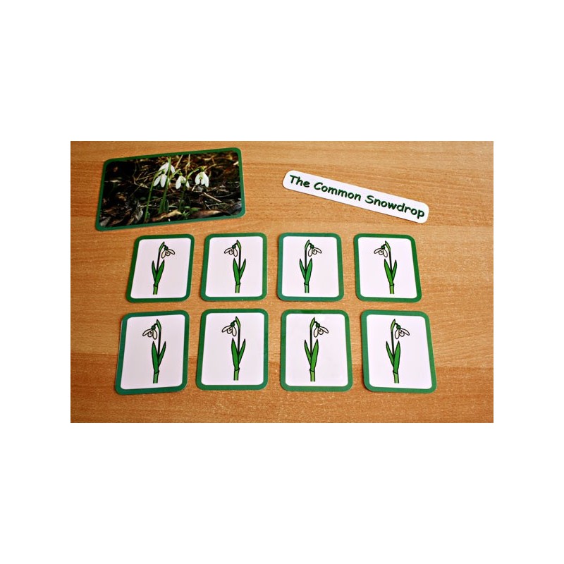 Common Snowdrop (This article is also available in German)