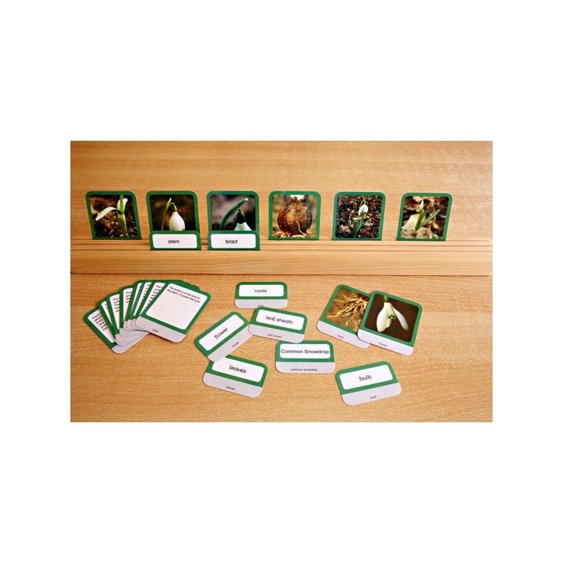 Common Snowdrop (This article is also available in German)