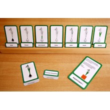 Common Snowdrop (This article is also available in German)