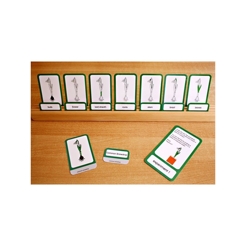 Common Snowdrop (This article is also available in German)