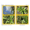 Dandelion Booklet (This article is also available in German)