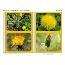 Dandelion Booklet (This article is also available in German)