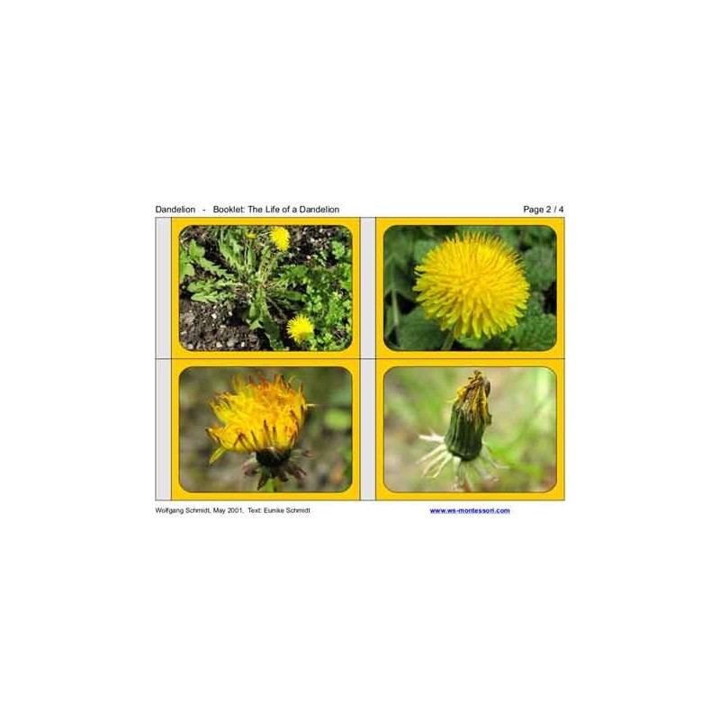 Dandelion Booklet (This article is also available in German)