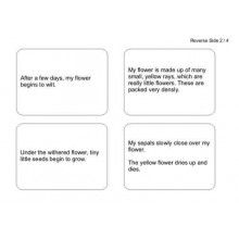 Dandelion Booklet (This article is also available in German)